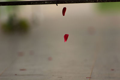 Red umbrella flying