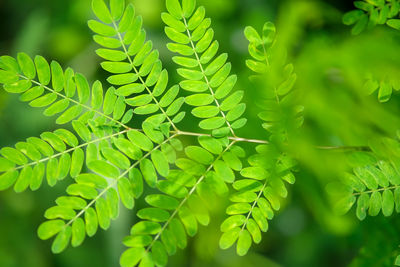 Close-up of green leaves on tree