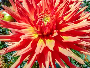 Close-up of red flower