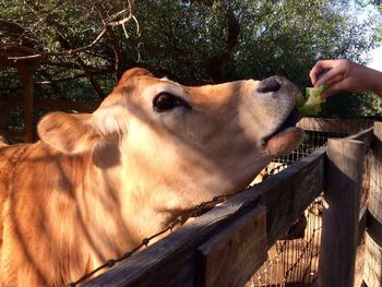 Close-up of hand feeding horse