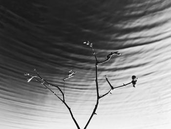 Close-up of bird perching on water against sky