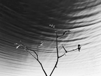 Close-up of bird perching on water against sky