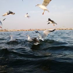 Birds flying over sea