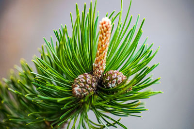 Close-up of pineapple pine cone on plant