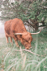 Lion grazing in a field