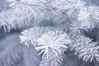 Close-up of pine tree