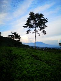 Tree on field against sky