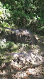 Scenic view of river flowing in forest