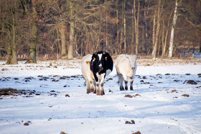 Dog on field during winter