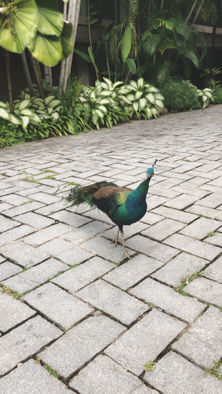 VIEW OF A BIRD ON FOOTPATH