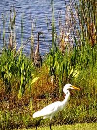 Bird on grass