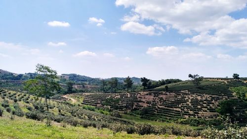 Scenic view of agricultural field against sky