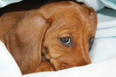 Close-up portrait of a dog