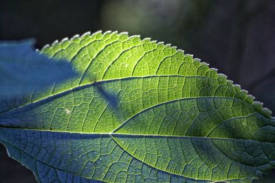 Close-up of leaves