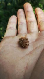 Cropped image of messy hand holding pine cone