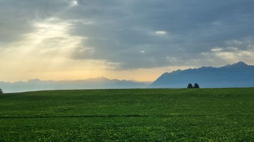 Scenic view of field against sky