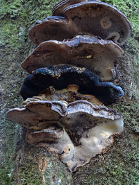 Close-up of mushroom on field