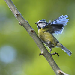 Close-up of bird perching on a tree