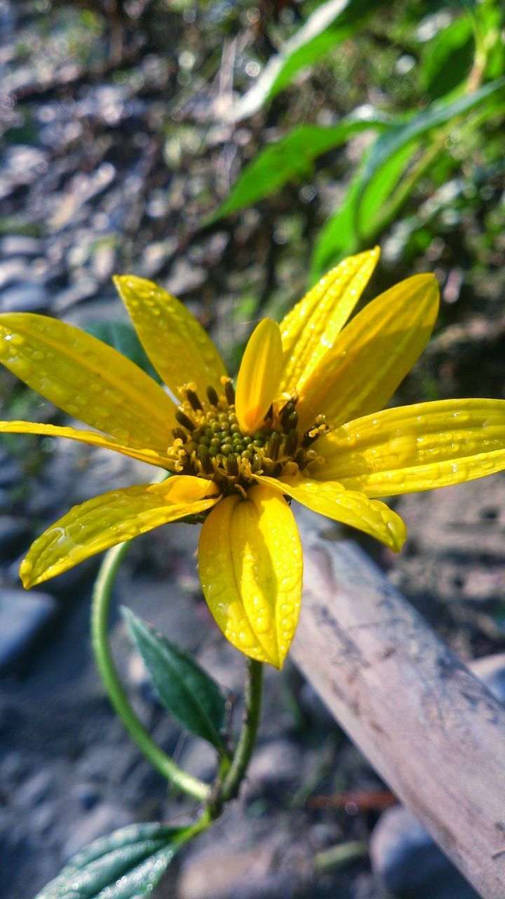 flower, petal, freshness, yellow, fragility, flower head, close-up, single flower, focus on foreground, growth, beauty in nature, wet, nature, pollen, water, plant, drop, stamen, blooming, leaf