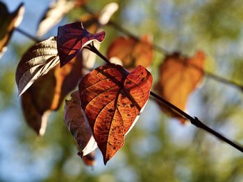 Close-up of dried autumn leaf