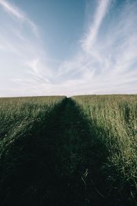 Scenic view of wheat field against sky