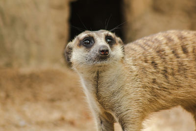 Close-up portrait of an animal