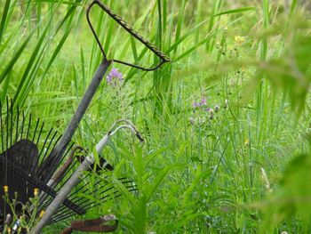 Close-up of plants growing in field