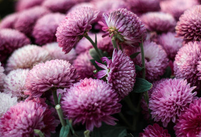 Close-up of purple flowers