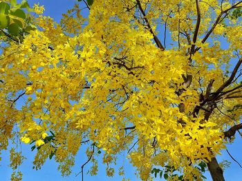 Low angle view of yellow flowering tree against sky