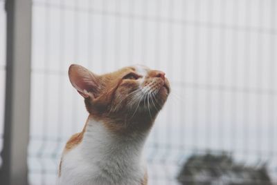 Close-up of a cat looking away