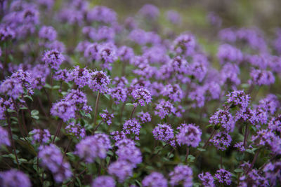 Close-up of purple flowering plants on field