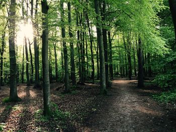 Trees in forest