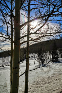 Bare trees on snow covered land against sky