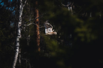 Bird flying in a forest