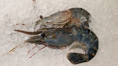 High angle view of fish in sea