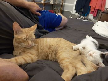 cat