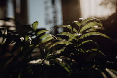 Plants collection in small millenials' rental flat, chamedora palm