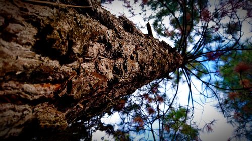 Low angle view of tree against sky