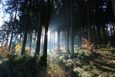 Sunlight streaming through trees in forest