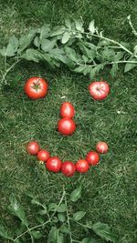 High angle view of tomatoes on field