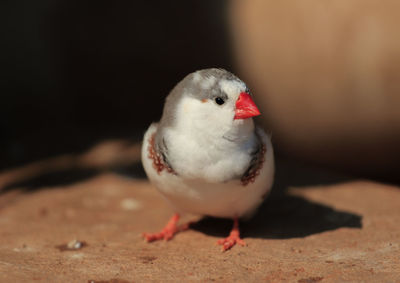 Close-up of bird perching