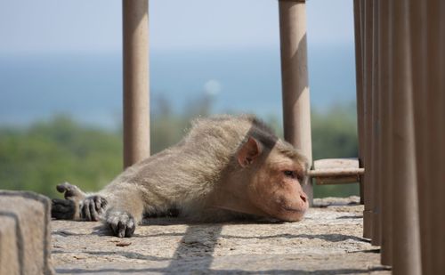 Young monkey lying in the floor with red face with blood strains after fighting with other monkeys.