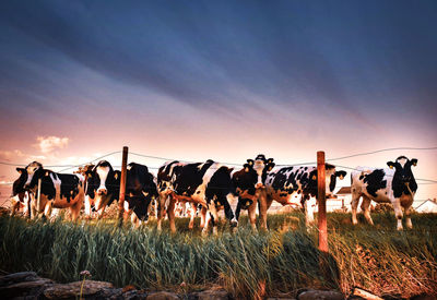 View of animals on field against sky