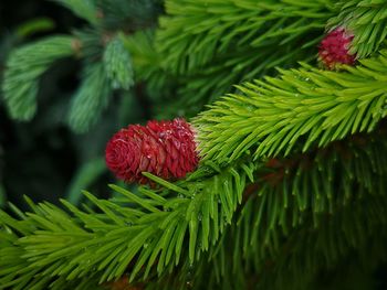 Close-up of red flower growing on tree