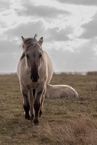 Horse grazing on field