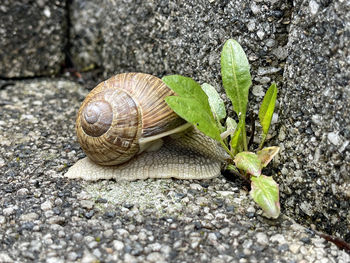 Close-up of snail on rock