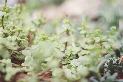 Close-up of flowering plants on field