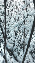Low angle view of trees against sky during winter