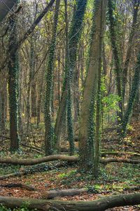 Trees in forest