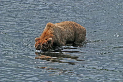 Grizzly bear on kodiak island looking for fish in the fraser river